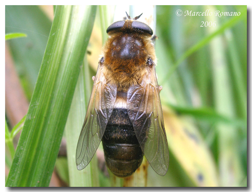 Dittero  bello e riflessioni sul bello e sul repellente